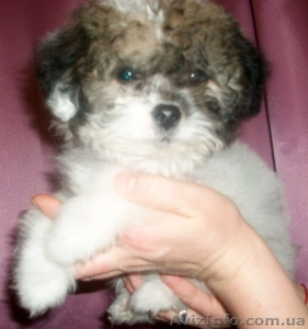 Мальтийская болонка,  2 девочки,  3 мес.,  ДЁШЕВО #554910