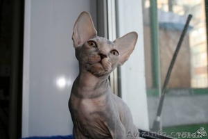 голубая черепашка #548006