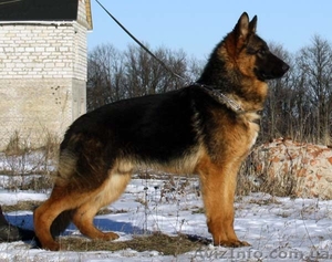 немецкая овчаркa, продам #109343