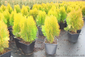 Продаю семена, сажанцы, цветы. #559757