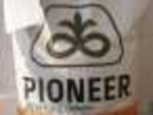 продам гибриды подсолнечниа кукурузы #549886