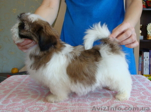 ши-тцу щенки из питомника,  Беларусь #534588