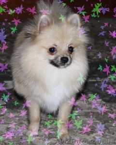 Щенок немецкого шпица #499392