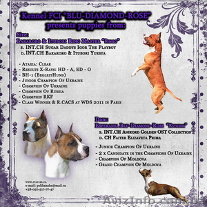 Щенок АМ.СТАФФА - НЕ ДОРОГО! #242448