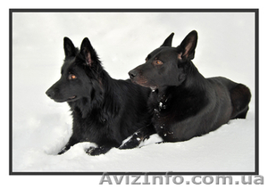 Продаются щенки ЧЕРНОЙ НЕМЕЦКОЙ ОВЧАРКИ #543171