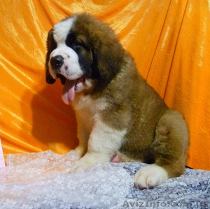 Продам щенков Московской сторожевой-Питомник #558344