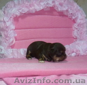  Щенки  Чихуа-хуа 