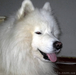 Очаровательные щенки самоедской лайки #558595