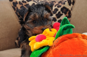 Девочка йоркширского терьера #541848