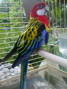 Розелла пестрая #524564