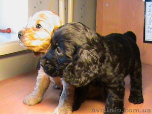 Продам щенков английского кокер спаниеля Недорого! #525245