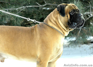 Бульмастиф щенки Запорожье #546828