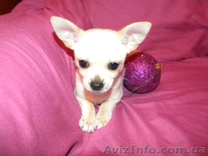 Очаровательная кроха чихуахуа для души и шоу #532943