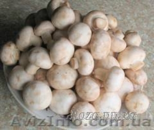 Продаю (купити) міцелій печериці (шампіньйона),  гливи,  опенька,  шиітаке  … #541897