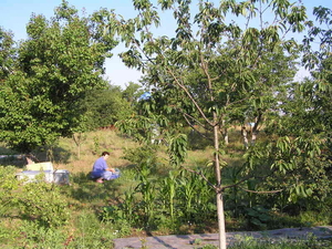 Участок срочно  #560145