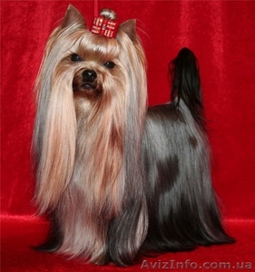 Кобель йоркширского терьера для вязки #532647