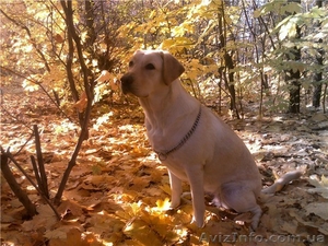 сделайте подарок к 8Марта! #548797