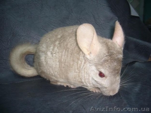 Шиншиллы домашнего разведения #531672