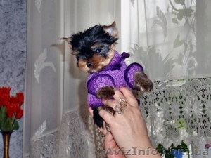 Племенной питомник йорк терьеров предлагает ЭЛИТНУЮ МИНИ ЙОРОЧКУ!  #560120