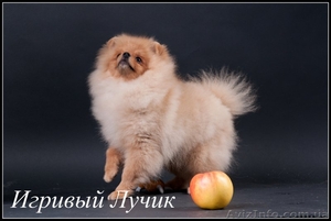 Померанский шпиц - превосходный домашний любимец. .... #533364
