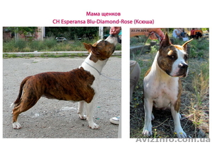 Элитные щенки американского стаффордширского терьера #186689