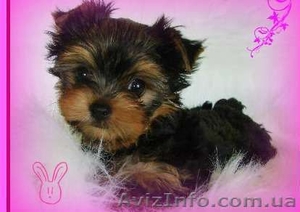 Продаются щеночки йорки #536923