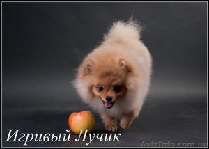 Померашки ......... #525968