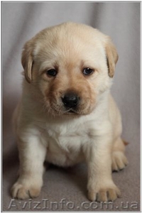 Лабрадор .Перспективные щенки  #543141