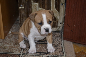 ПРОДАМ ЩЕНКОВ СТАФФОРШИРСКОГО ТЕРЬЕРА #548105