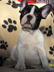 Продам французского бульдога  #558414