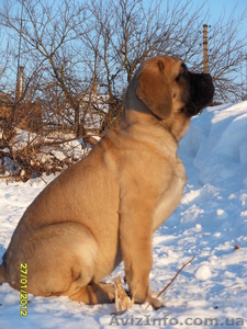 Продам щенка английского мастифа #558447