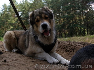 Продаются щенки Алабая,  среднеазиатской овчарки #553553
