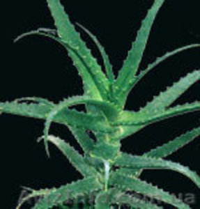 Продам Алоэ Алоэ Алоэ #532000