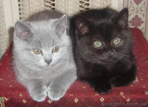 Продам шотландских котят . #544789