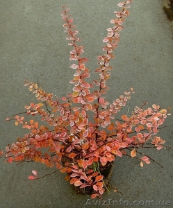 Барбарис Тунберга Green Carpet Cо  3  Ландшафтный дизайн, озеленение   #523662