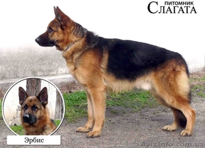 Питомник Слагата предлагает щенков немецкой овчарки #546548