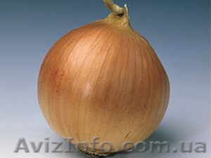 Семена лука,  и других сельскохозяйственных культур #530056