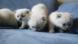 Продам котят Шотландских вислоухих с документами #555616