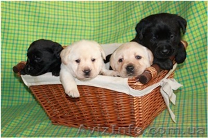 Лабрадор ретривер. Перспективные щенки #543128