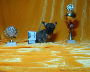 Щенки Чихуа-хуа - Миниатюрная порода #551001