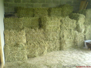 Продам сено в тюках. #537494