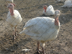 продам индюшат белие широкогрудие #526990