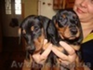 Продаю щенят таксы #528227