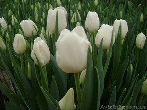 Цветы к 8 марта #554506