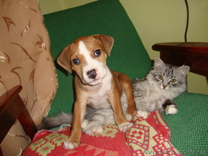 американский стафтерер #559142