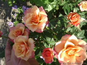 Розы и клематисы #544860