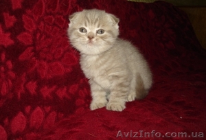 Шотландские вислоухие котята редких окрасов. #528783