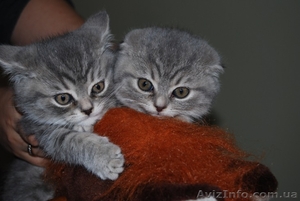 Вислоухие котята #559100