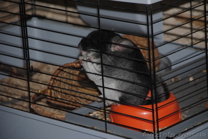 Продам шиншиллу! #546040