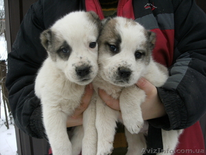 Срочно продам не дорого щенков Северо Кавказского волкодава (Алабай) #535448